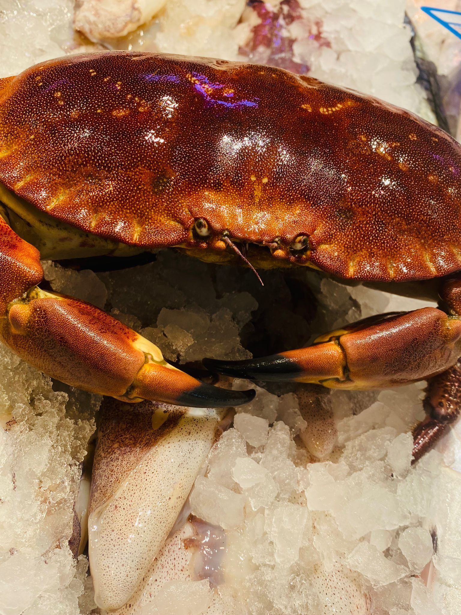 Un cangrejo está sentado encima de una pila de hielo.