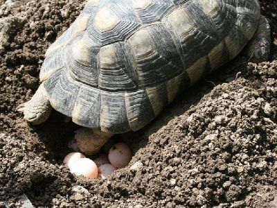 Haltung und Zucht von Breitrandschildkrten - Testudo marginata -  Breitrandschildkrten Familie Bart