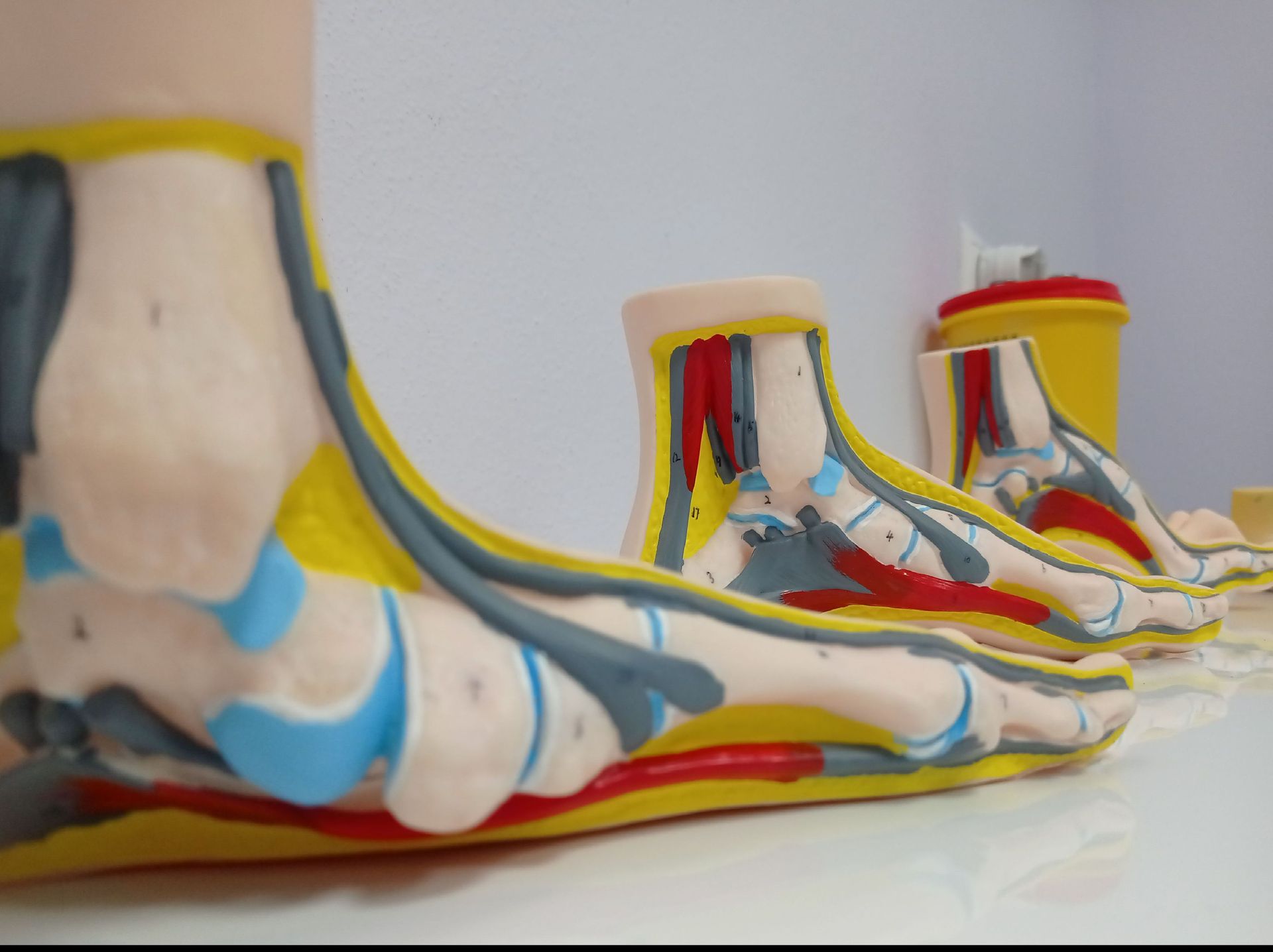 Modelos anatómicos de pie, detalles en amarillo, azul y rojo, sobre superficie blanca.