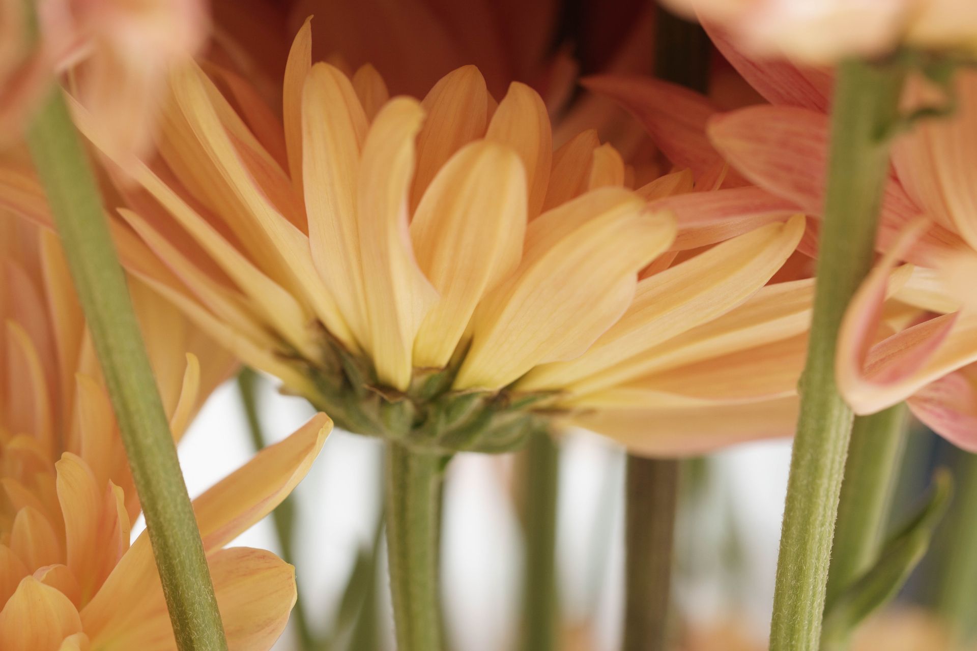 Gros plan, vue de profil, d'une fleur de chrysanthème orange pâle aux tiges vertes proéminentes, dans un bouquet.