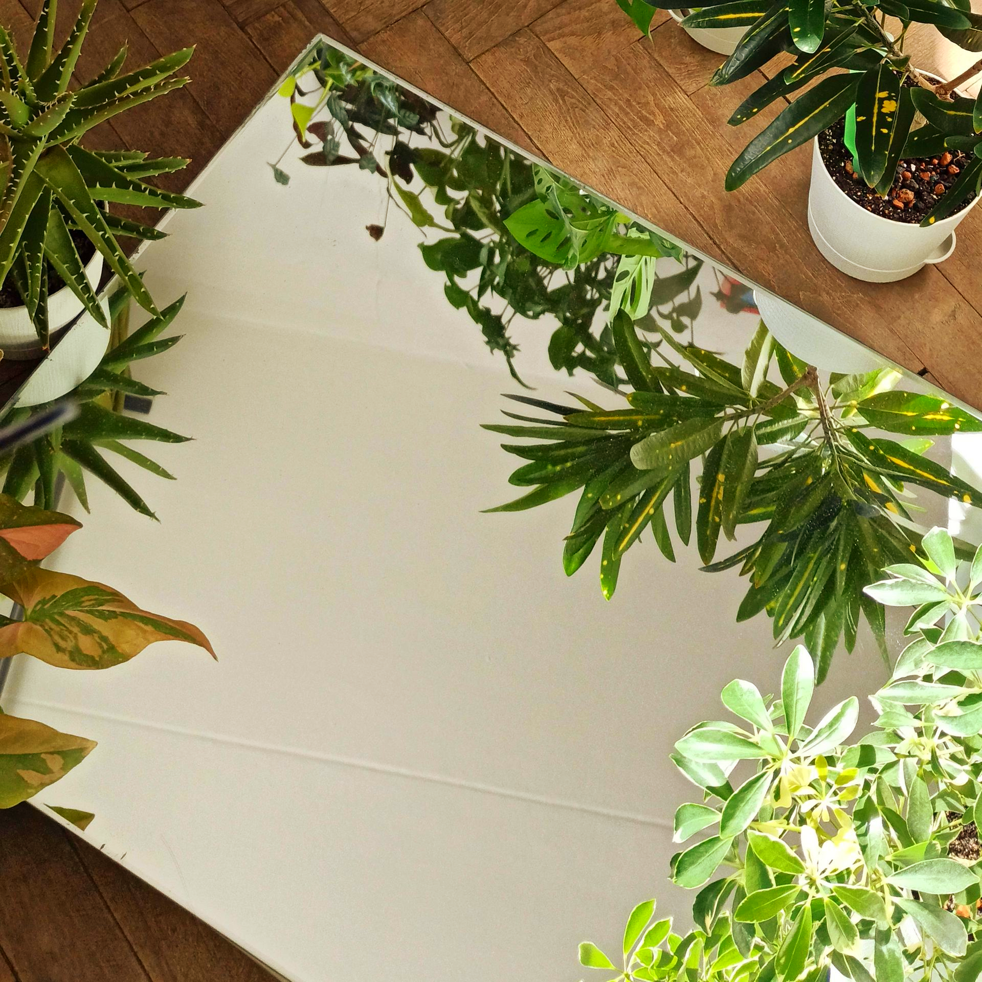 Un miroir carré posé sur un sol en bois, entouré de plusieurs plantes d'intérieur en pot qui se reflètent sur sa surface.