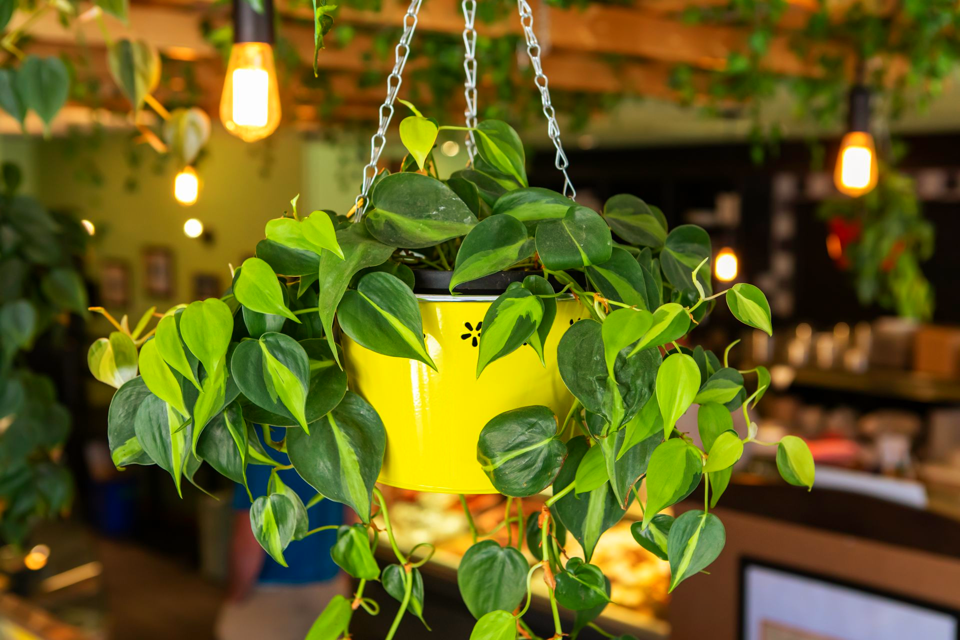 Un philodendron à feuilles en forme de cœur, aux feuilles panachées vertes et jaunes, suspendu dans un pot jaune vif à l'intérieur d'un café.