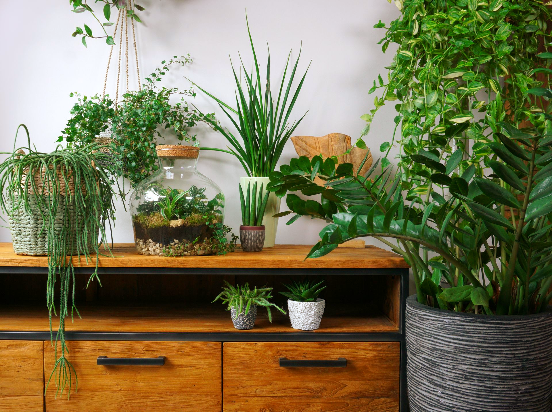 Une vitrine en bois présentant diverses plantes d'intérieur, dont un terrarium, des plantes grimpantes suspendues et une grande plante en pot.