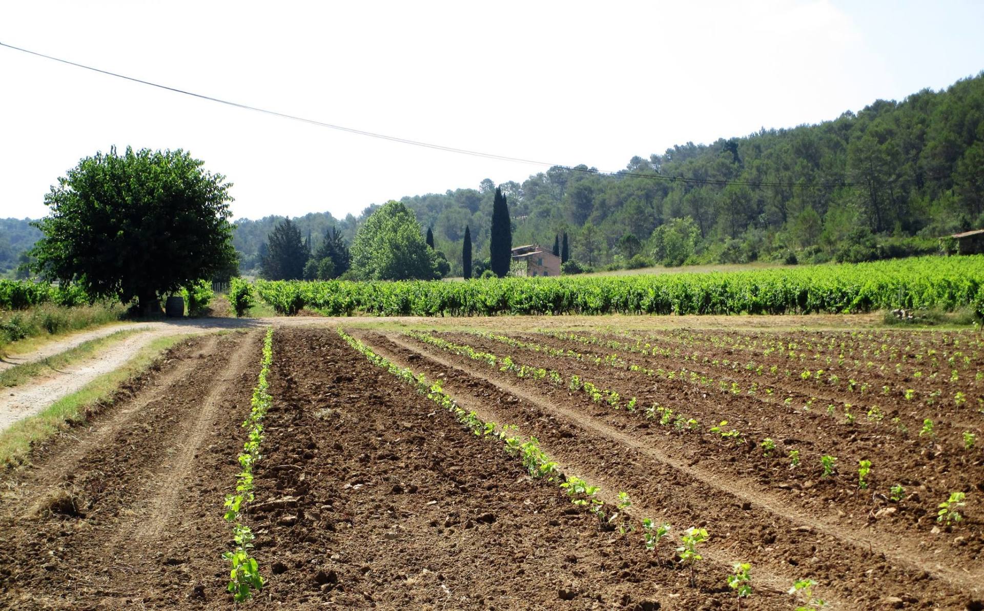 Champ de vigne en train de pousser