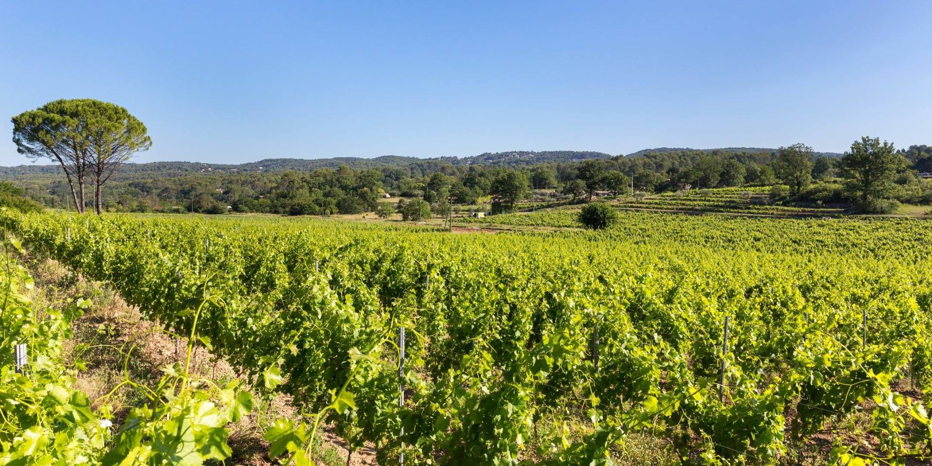 Champ de vigne du domaine à perte de vue