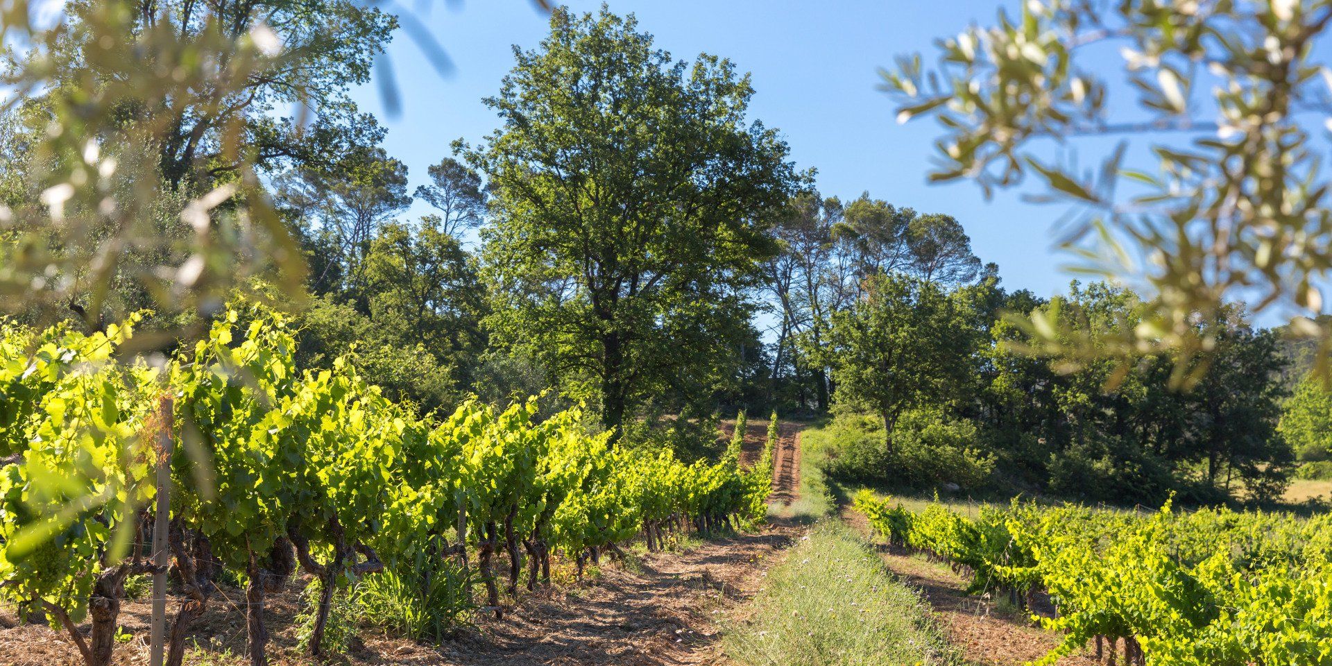 Champ de vigne du domaine