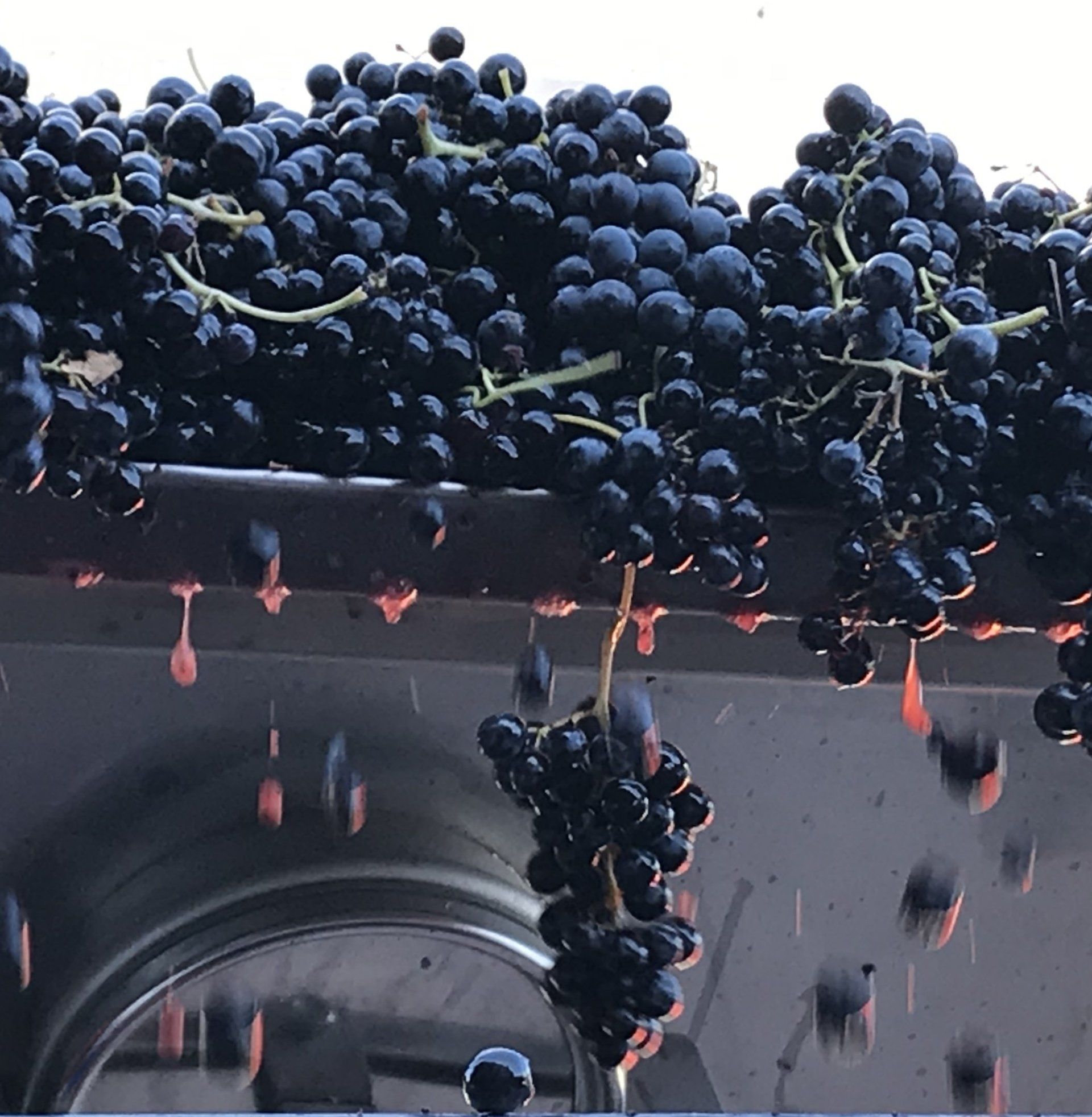 Raisin noir dans une machine