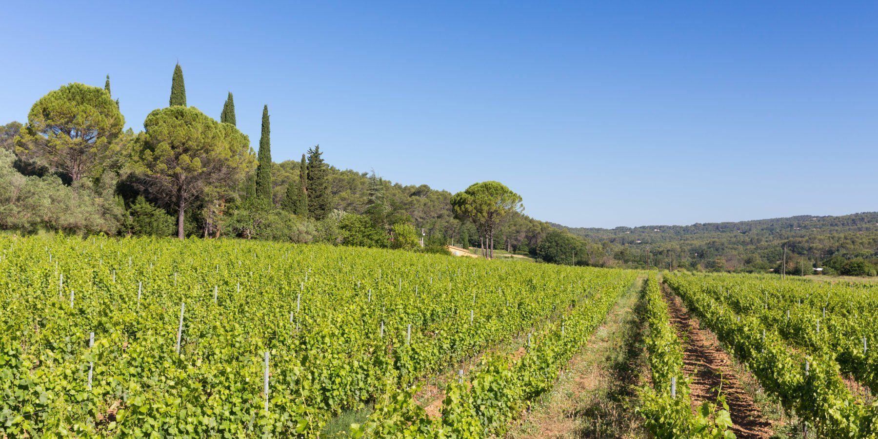 Allée de vignes