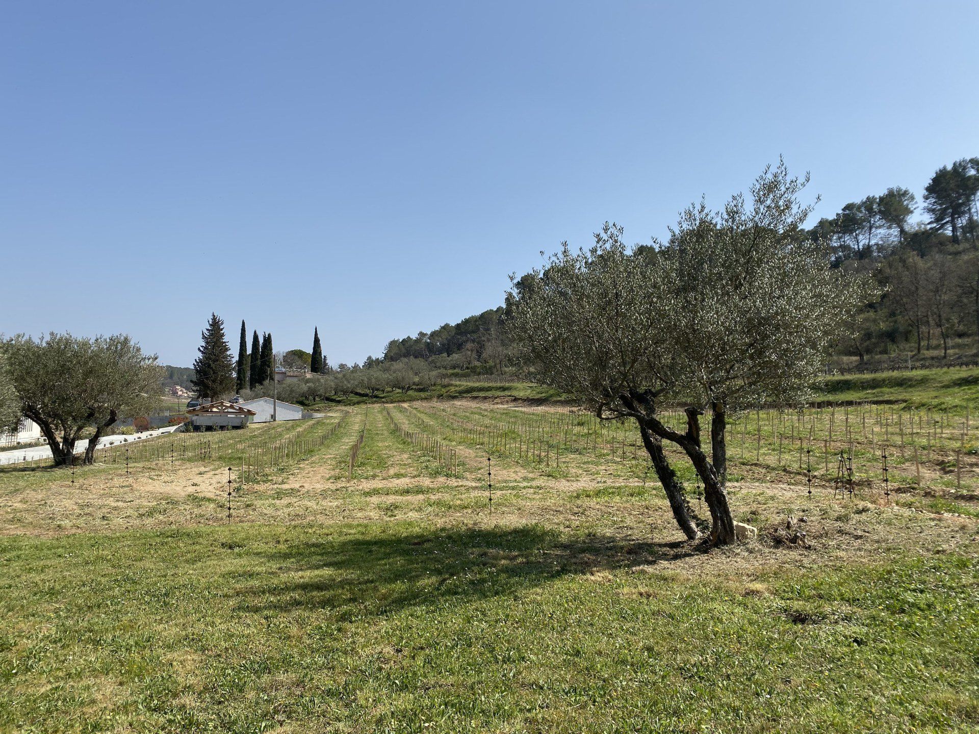 Champ de vigne après la récolte