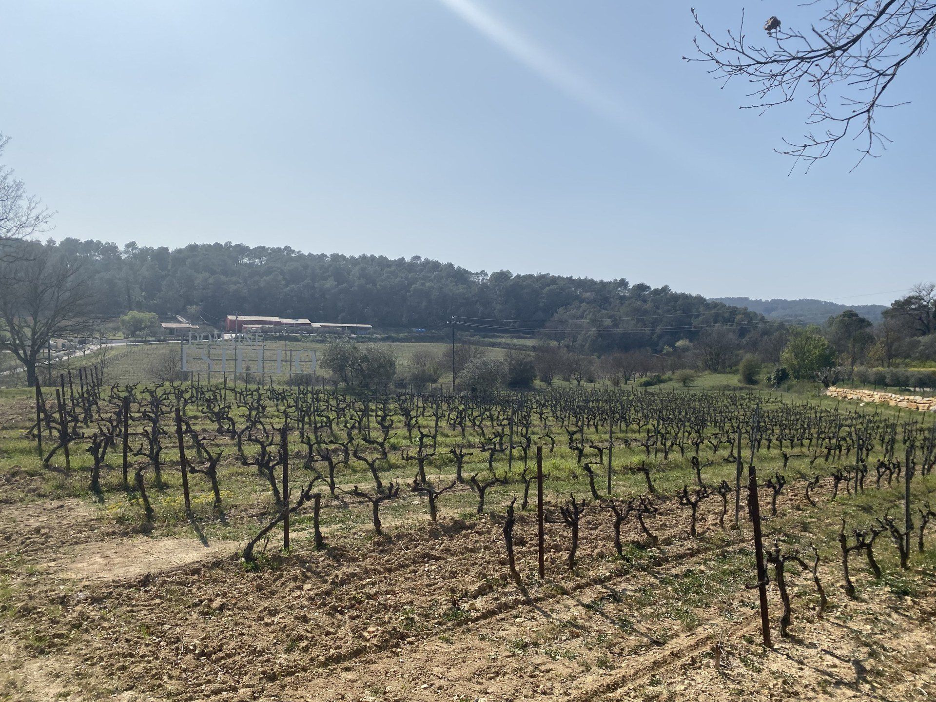 Champ de vigne après la récolte avec les branches