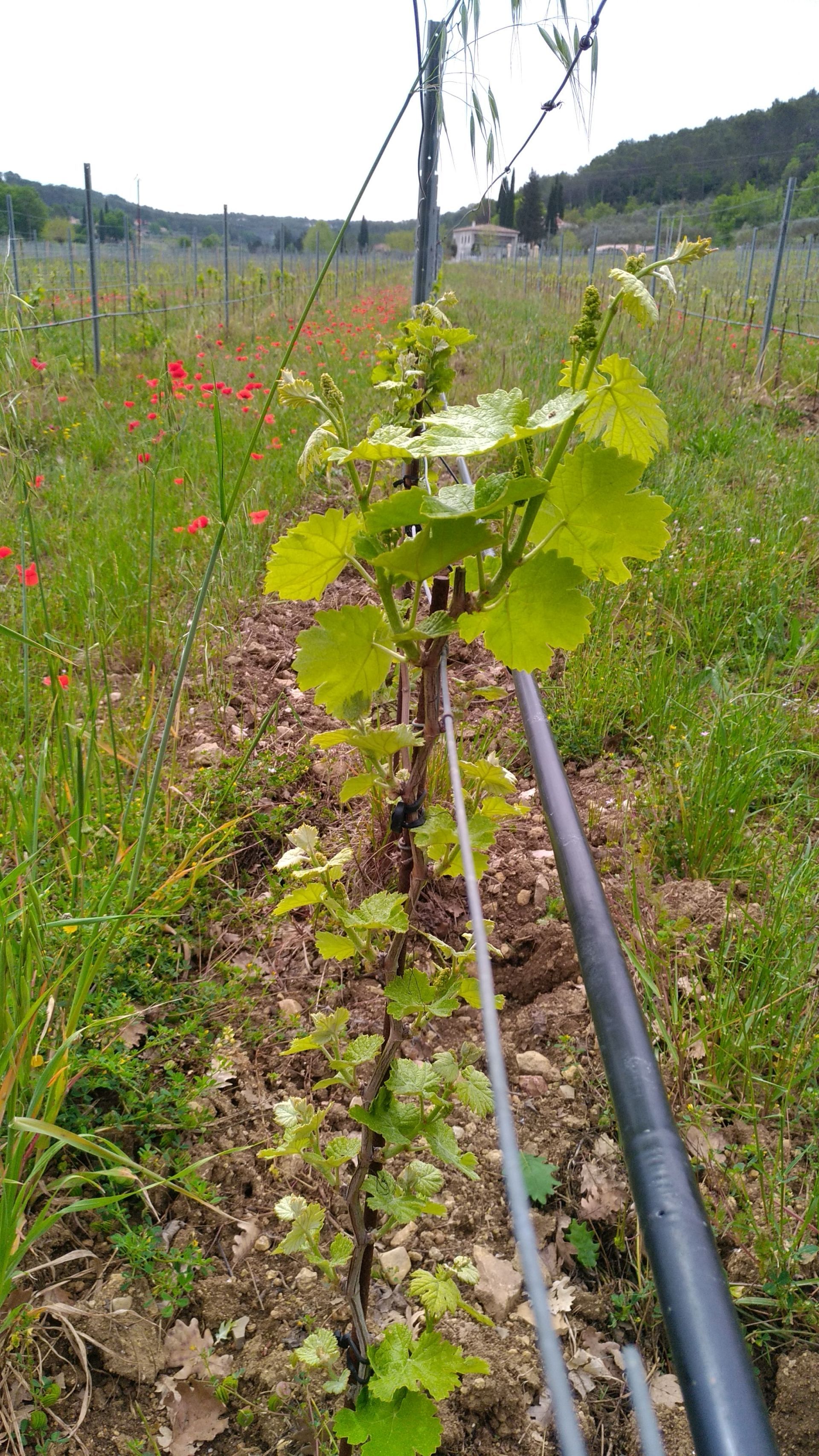 Vigne en train de pousser