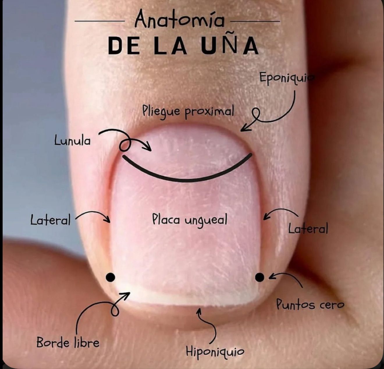 Diagrama de una uña, con términos en español que designan características anatómicas como lúnula, cutícula y borde libre.