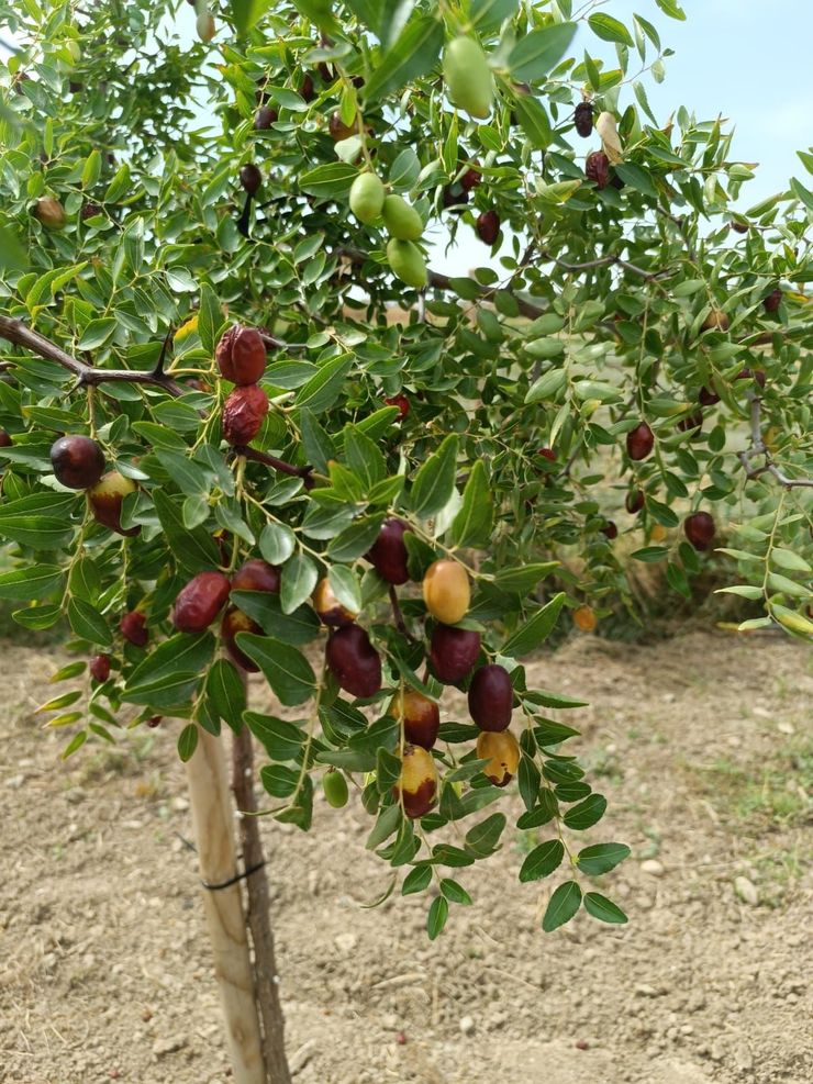 Árbol cargado de frutos rojos y amarillos de forma ovalada en un huerto rural