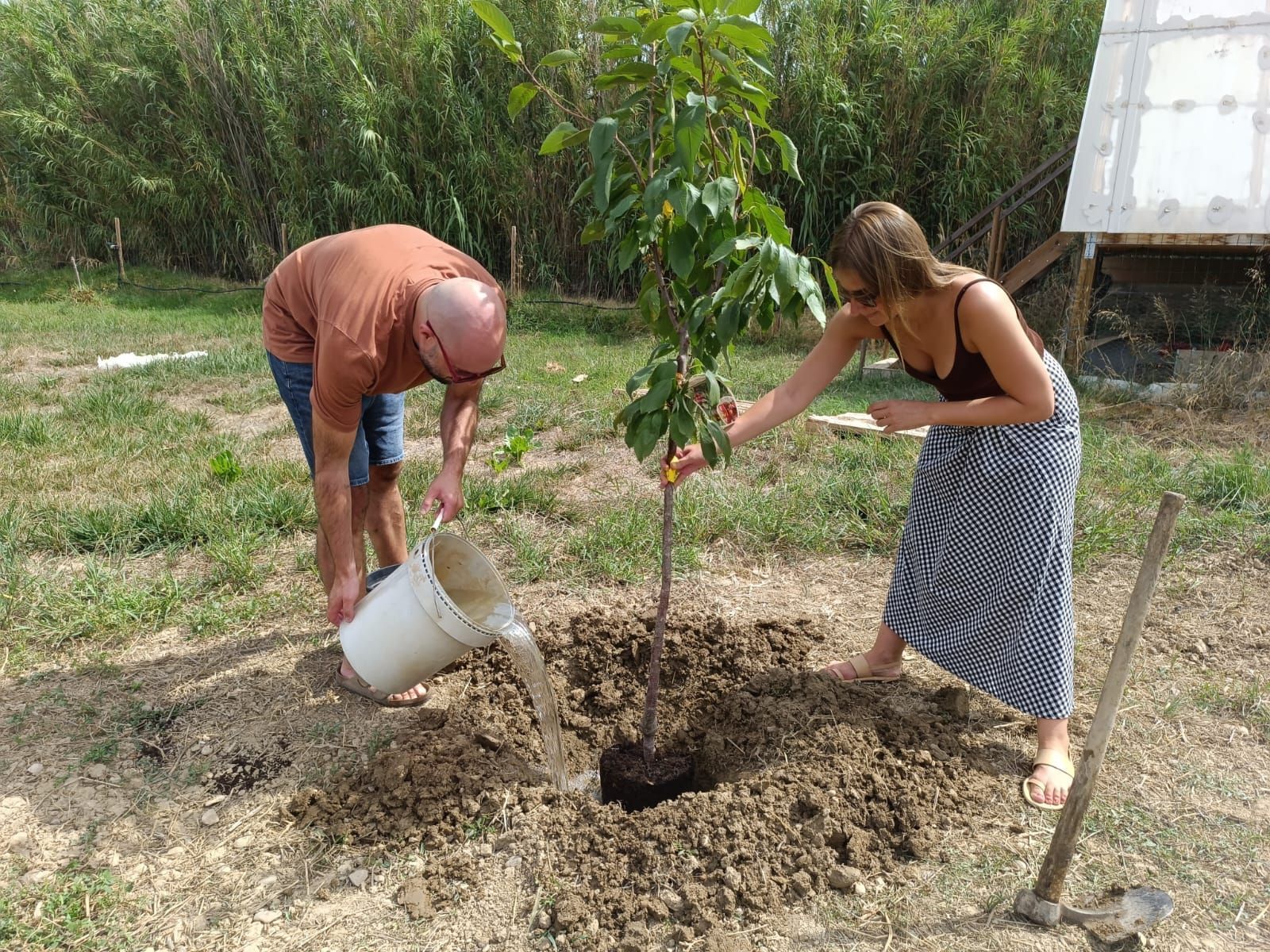 Dos personas regando un árbol joven en una zona ajardinada con césped