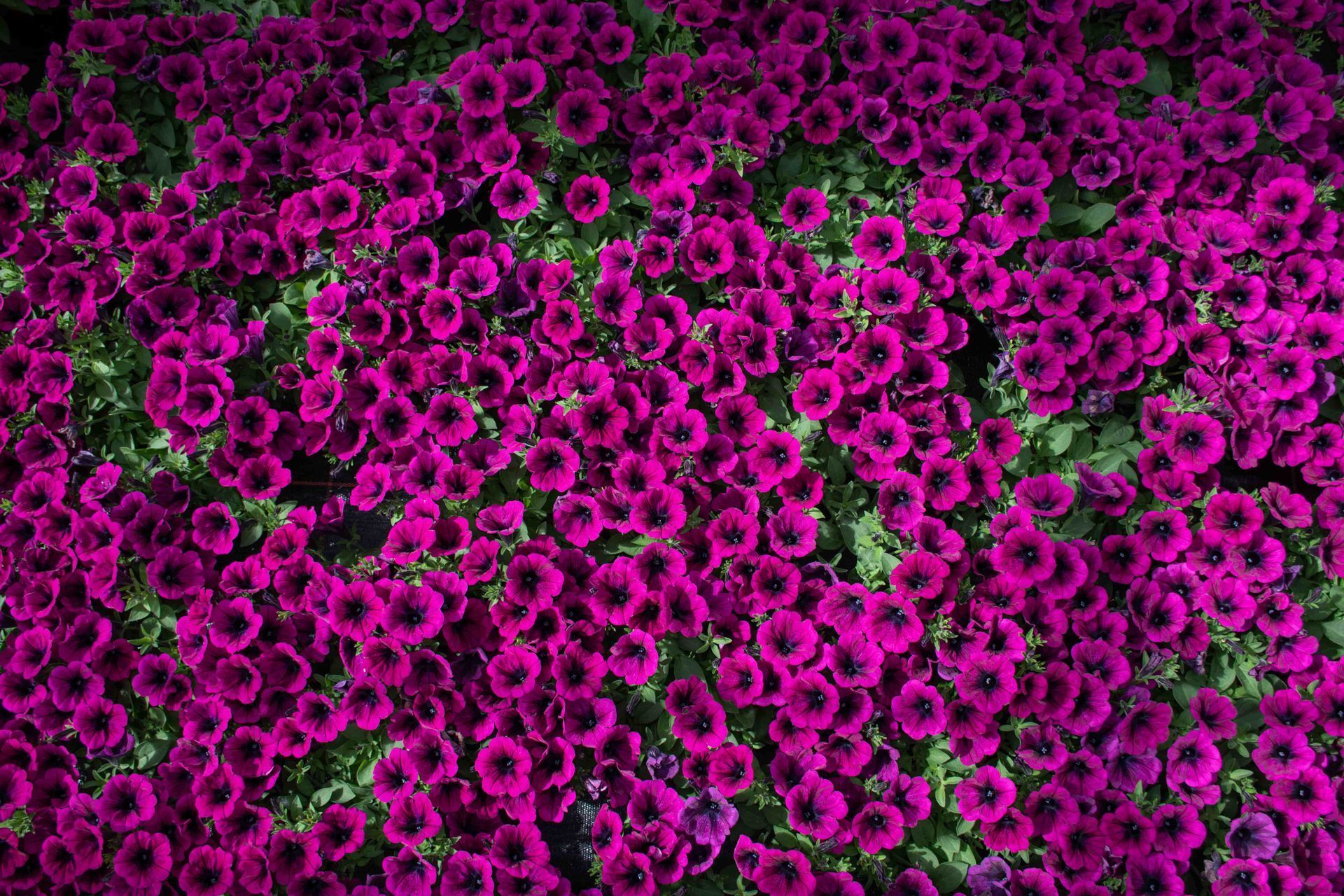Ein Feld aus lila Blumen mit grünen Blättern. Foto von der Gärtnerei Forrer