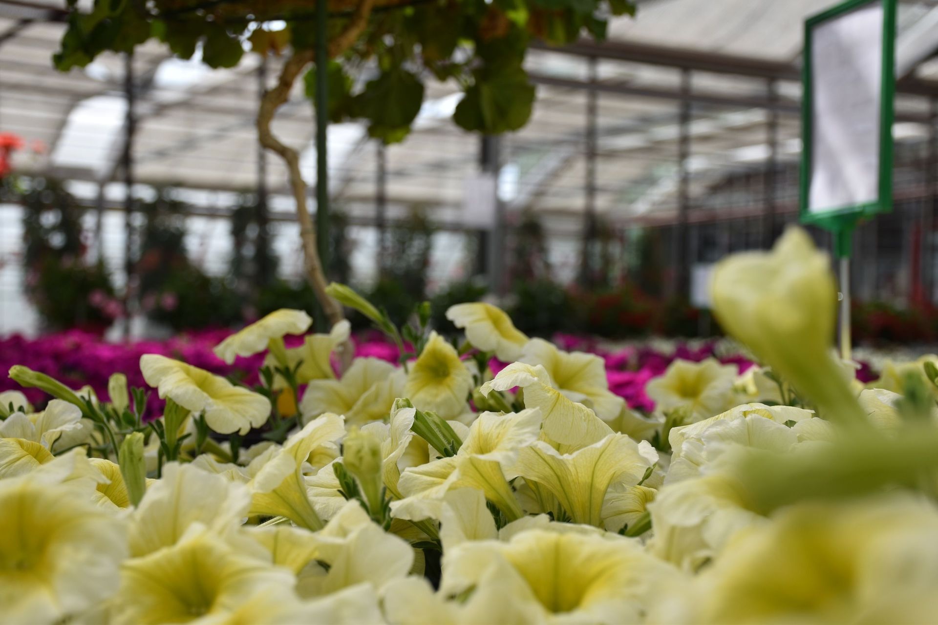 In einem Gewächshaus wachsen Blumen. Foto von der Gärtnerei Forrer