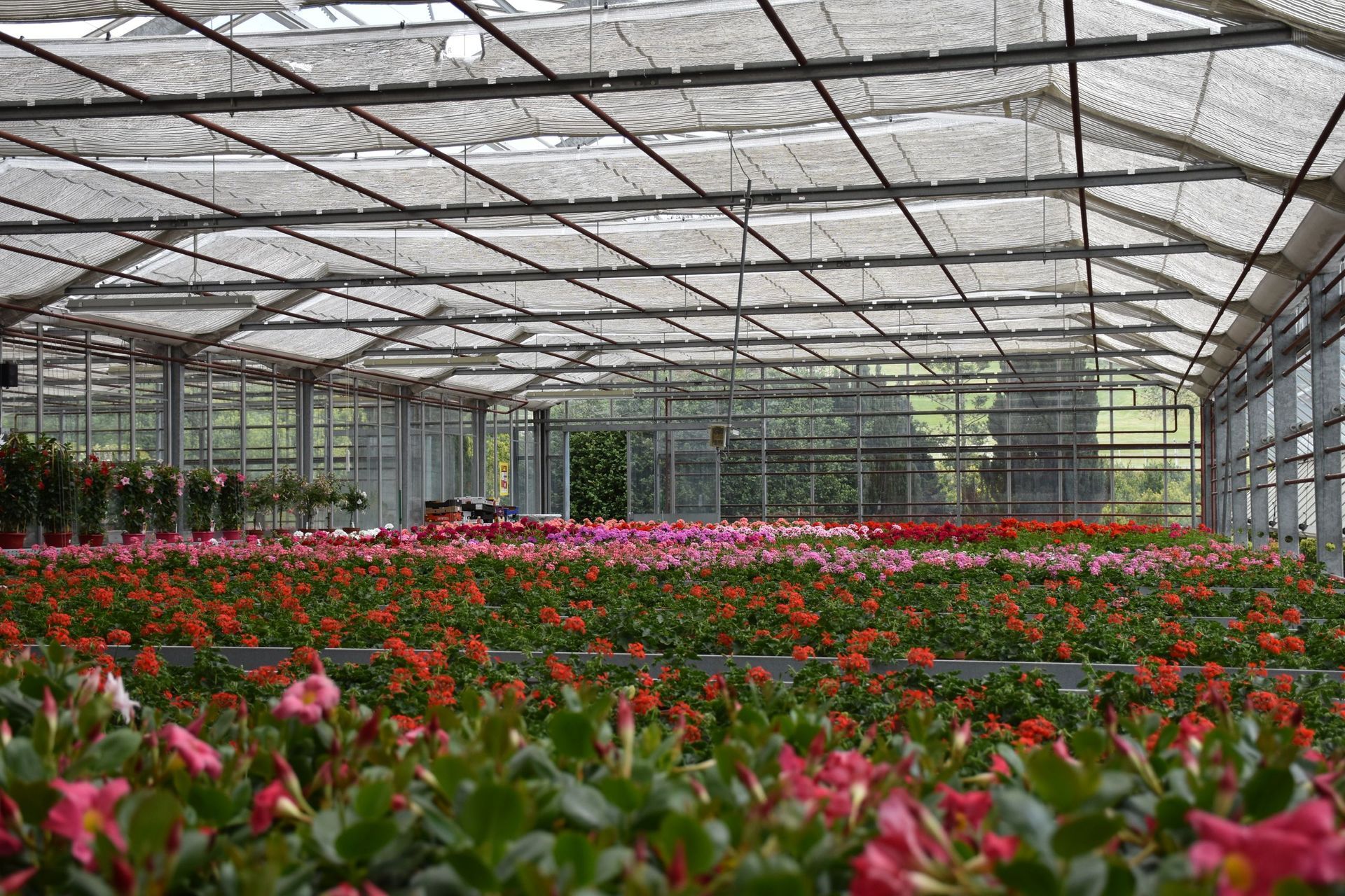 Ein Gewächshaus voller Blumen und Pflanzen. Foto von der Gärtnerei Forrer