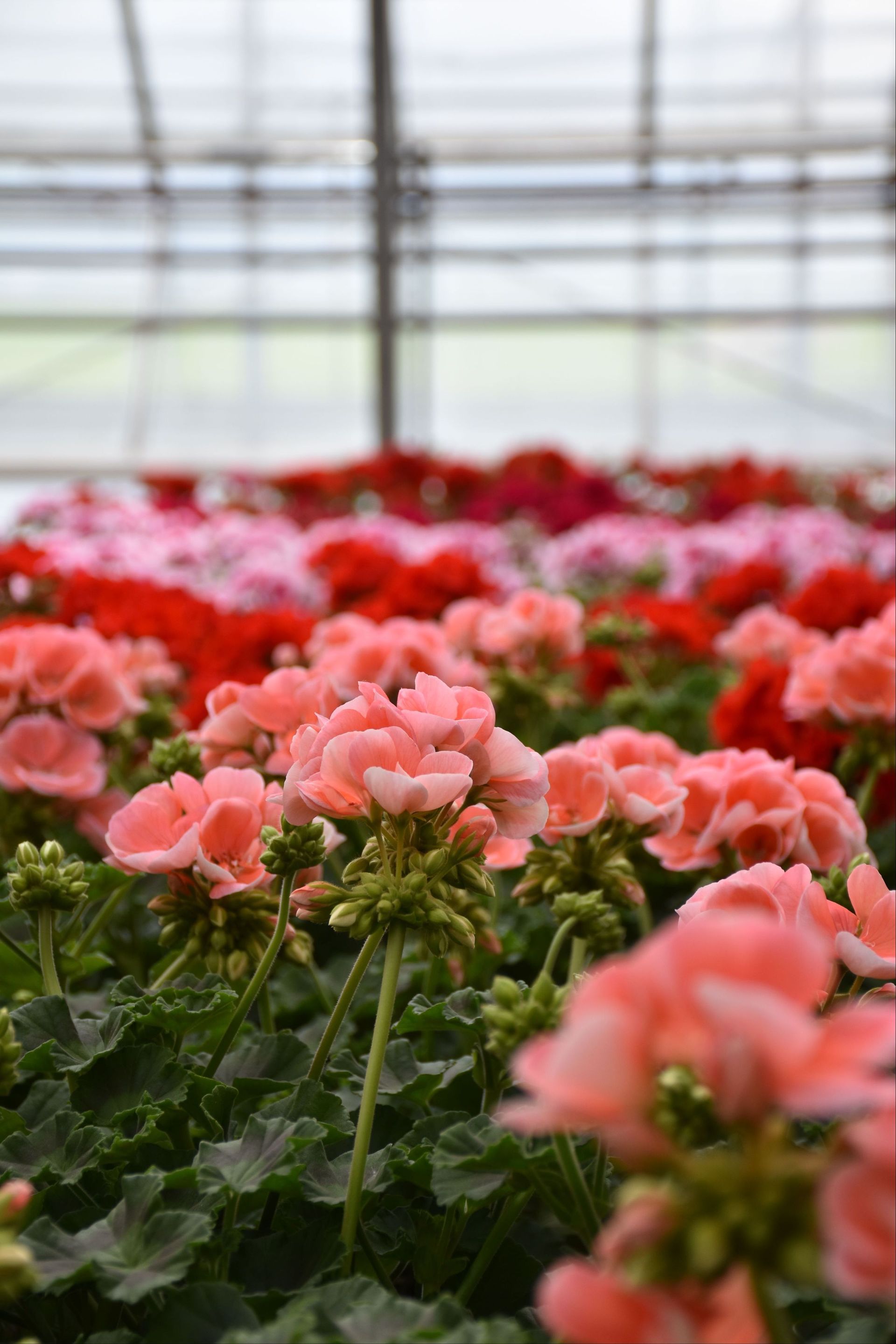 In einem Gewächshaus wachsen rosa Blumen. Foto von der Gärtnerei Forrer