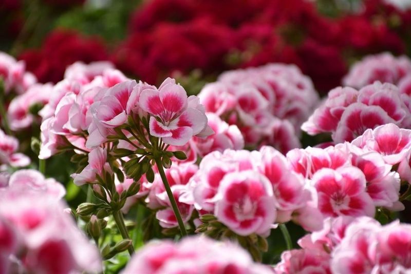 Ein Gewächshaus voller rosa und roter Blumen. Foto von der Gärtnerei Forrer