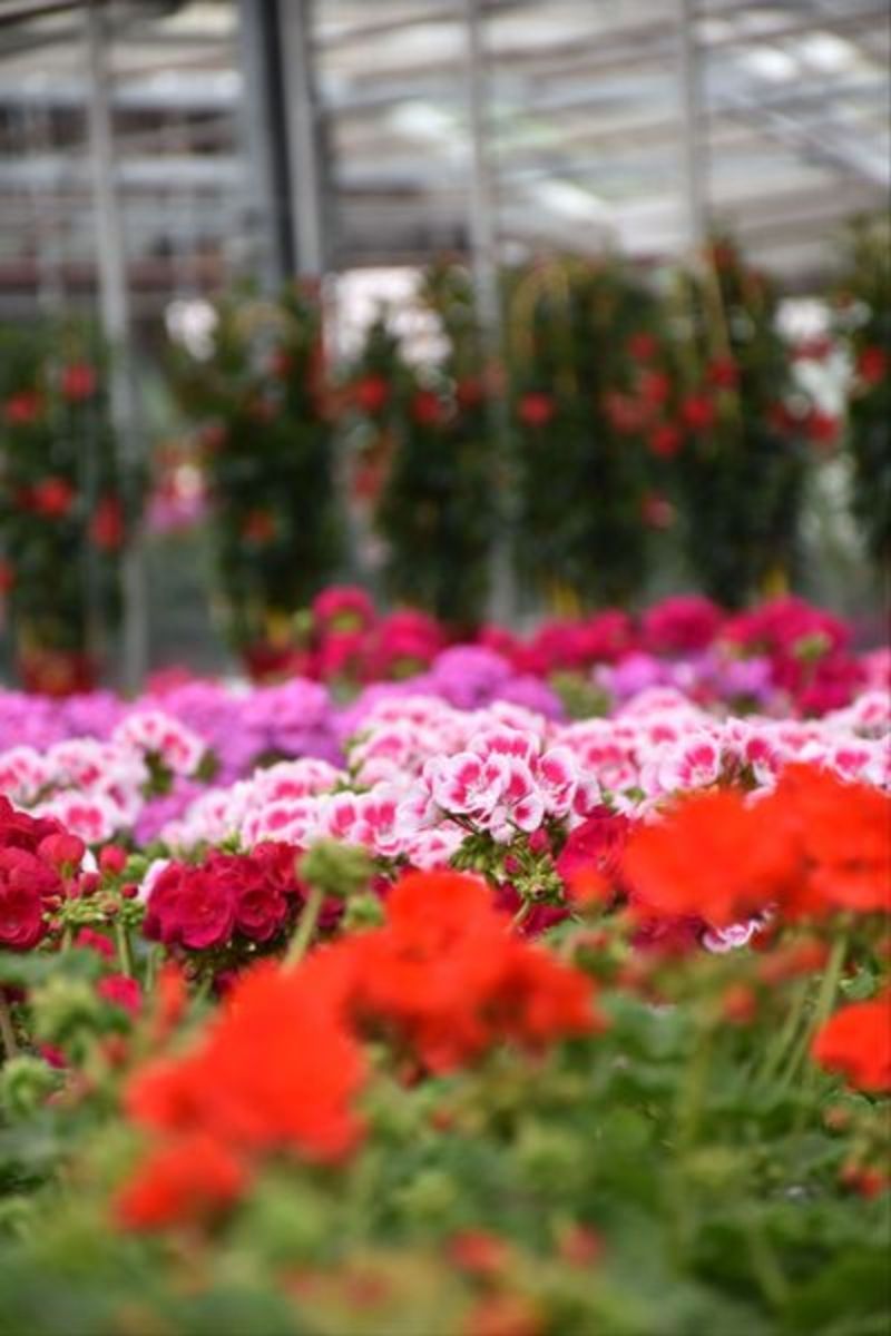 Ein Gewächshaus voller rosa und roter Blumen. Foto von der Gärtnerei Forrer