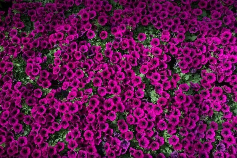 Ein Feld aus lila Blumen mit grünen Blättern. Foto von der Gärtnerei Forrer