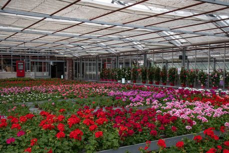 Ein Gewächshaus mit vielen verschiedenen Blumenarten. Foto von der Gärtnerei Forrer