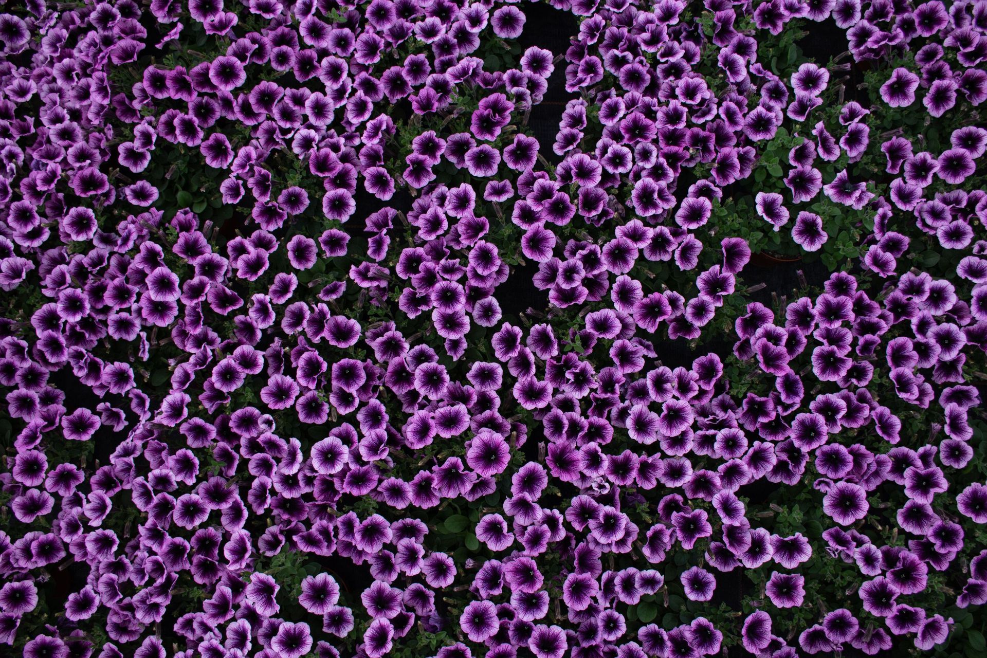 Ein Feld aus lila Blumen mit grünen Blättern. Foto von der Gärtnerei Forrer