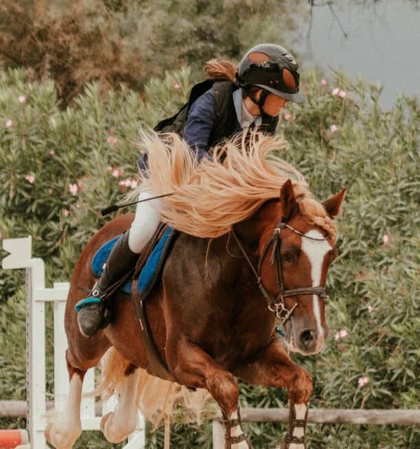 Cheval en concours
