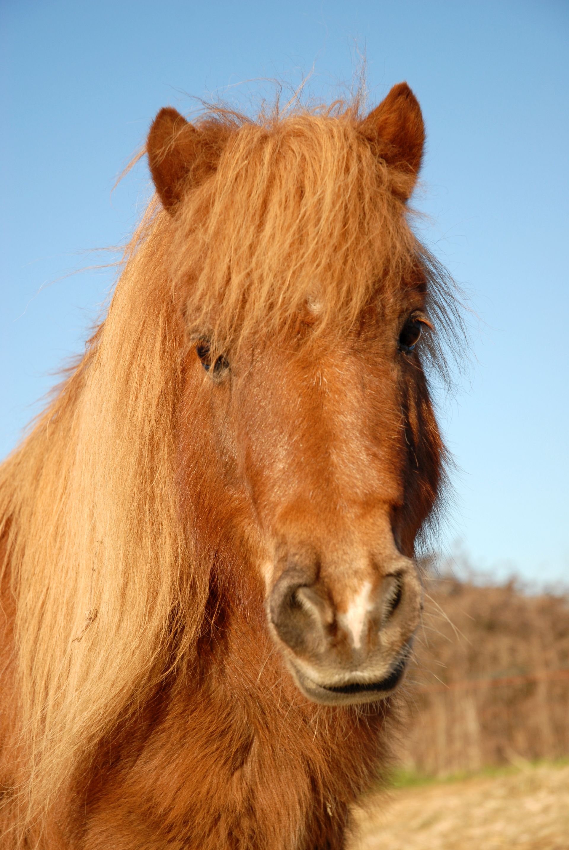 Un Shetland