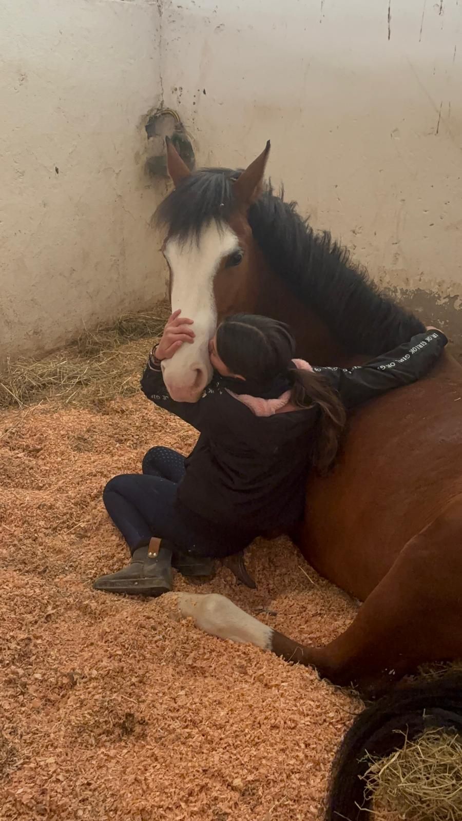 Moment d'affection entre un cheval et une cavalière