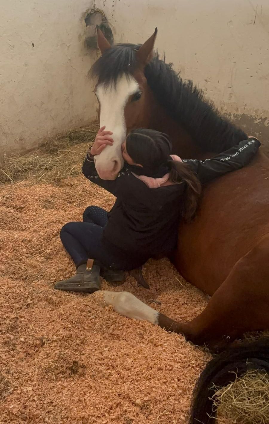 Cheval en box avec une cavalière