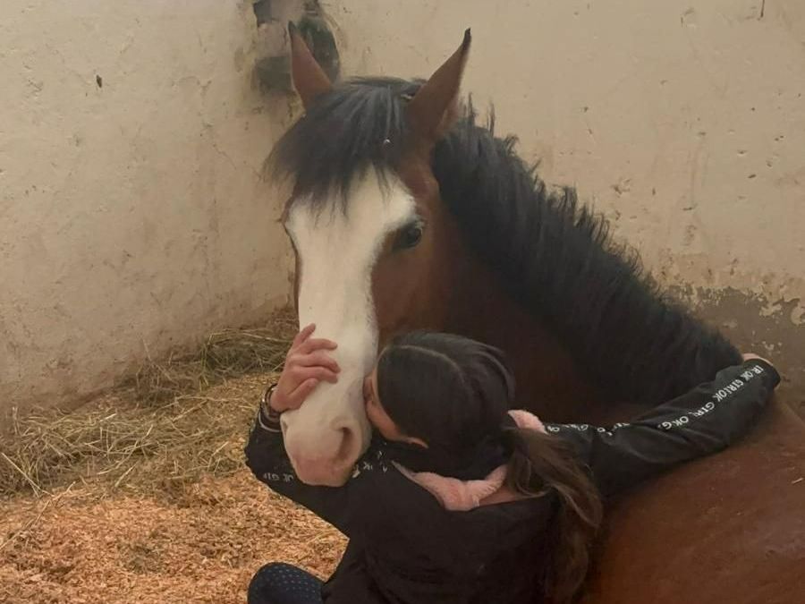 Cheval dans un box