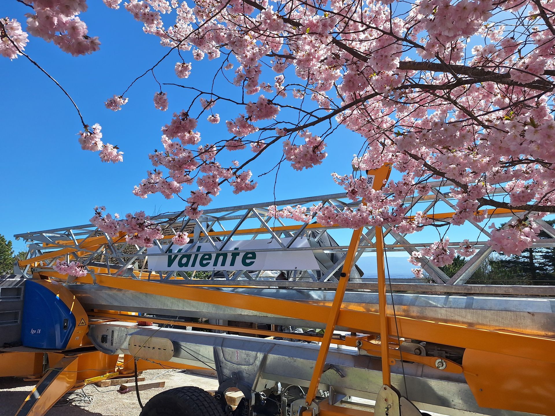 Des engins de chantier jaunes et gris sous des cerisiers en fleurs roses et un ciel bleu.