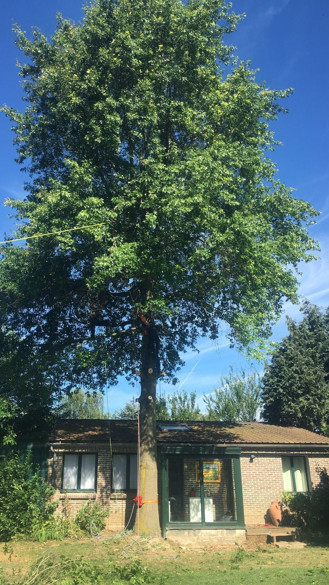Grand arbre devant une habitation