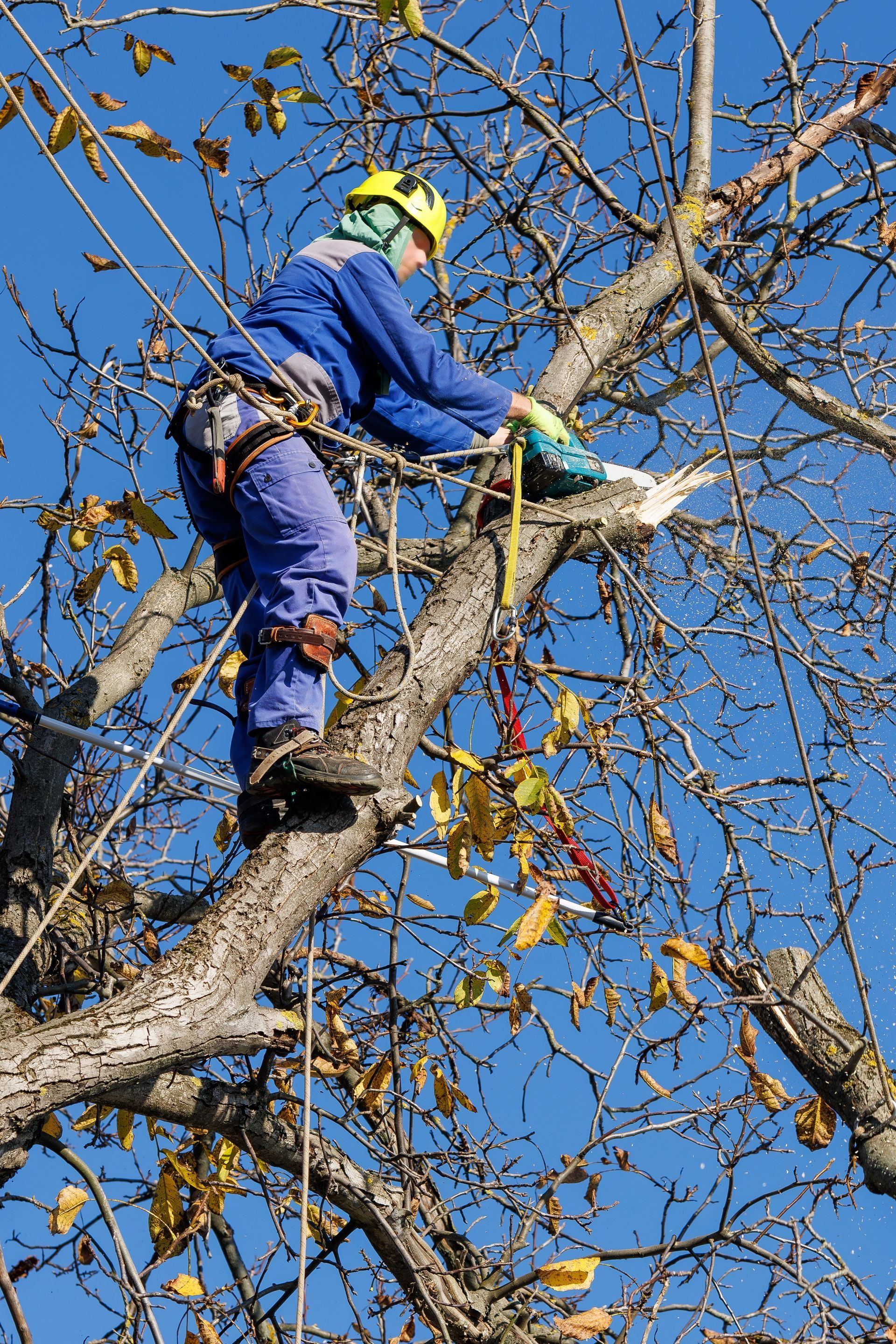 Un arboriste en tenue de sécurité bleue taille des branches d'arbre sur fond de ciel bleu clair.