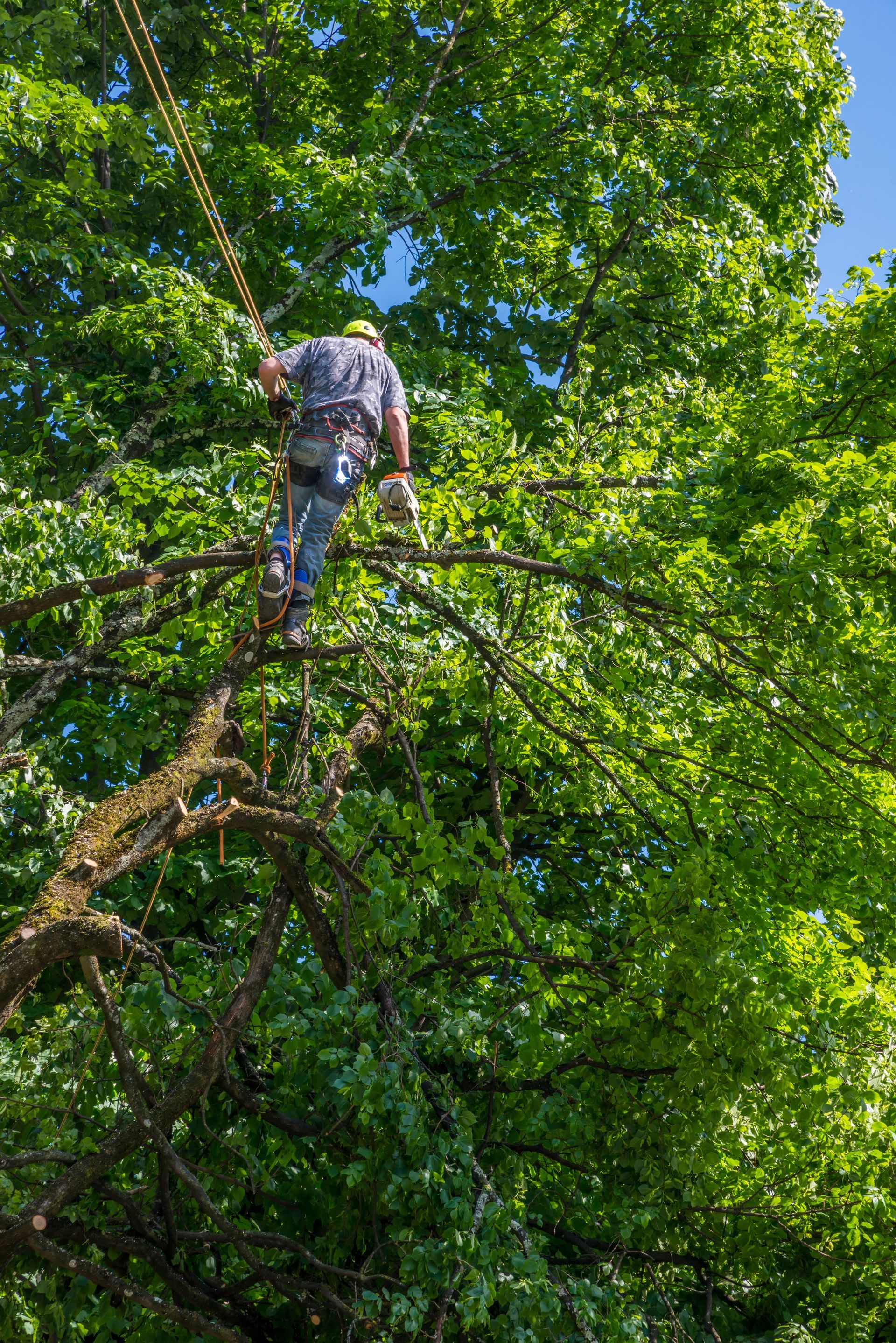 Personne en tenue de camouflage grimpant à un arbre au milieu d'un feuillage vert dense et d'un ciel bleu.