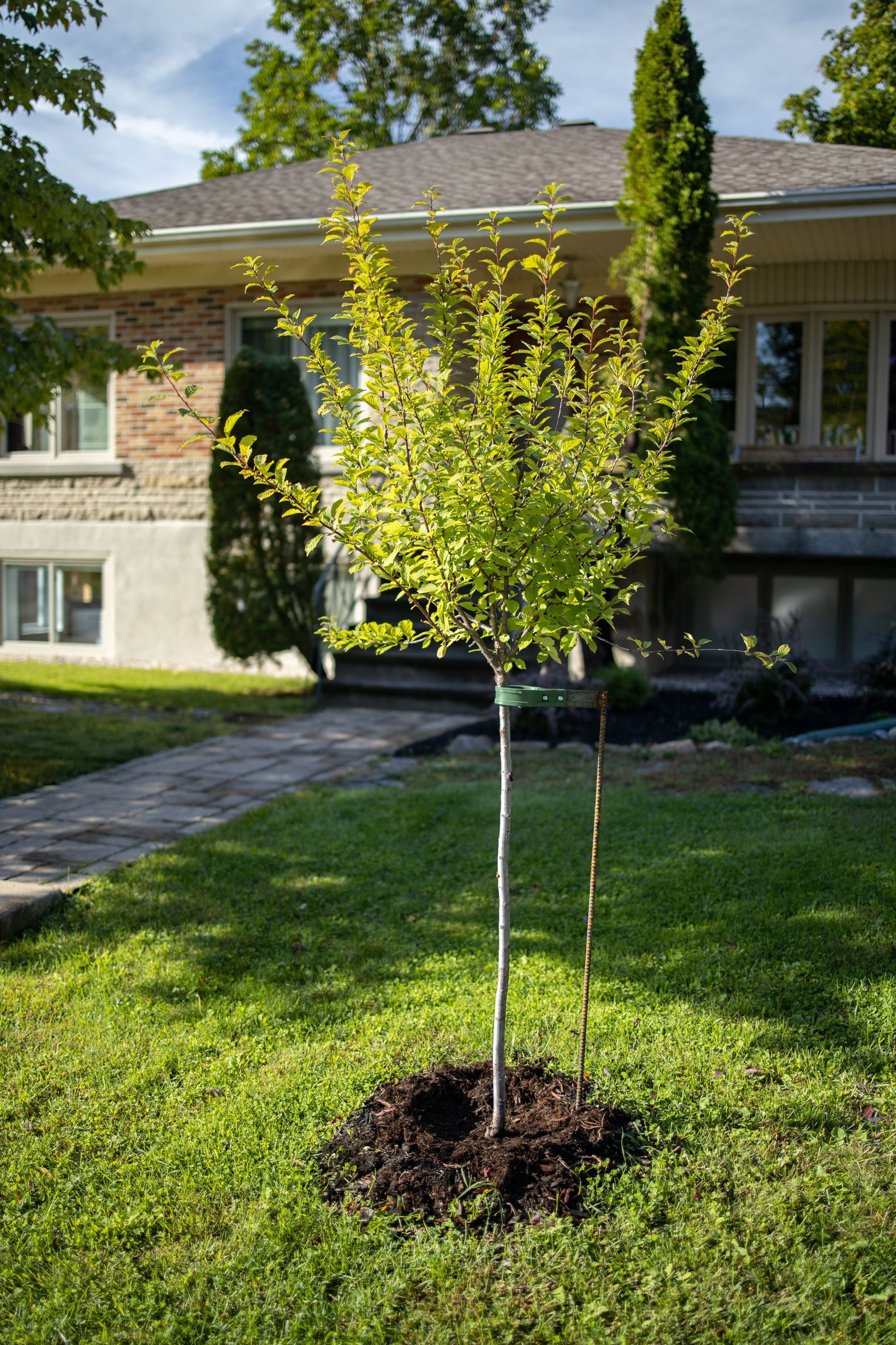 Jeune arbre planté dans une cour gazonnée devant une maison.