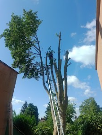 Grand arbre taillé aux feuilles vertes éparses se détachant sur un ciel bleu, entouré de bâtiments et d'autres arbres.