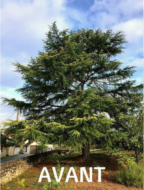 Grand arbre à feuilles persistantes dans un jardin.