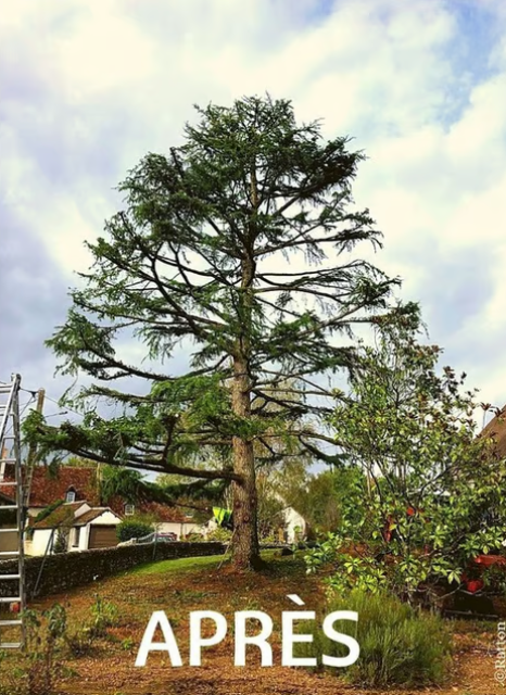 Grand arbre taillé dans une cour avec des maisons et un ciel nuageux.
