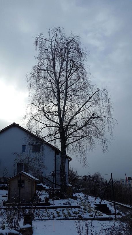 Auch bei hohen Bäumen erfolgt der Rückschnitt entsprechend der natürlichen und ursprünglichen Kronenform.