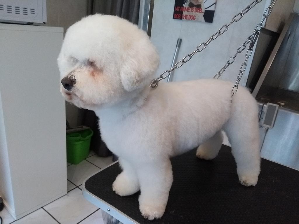 Bichon Frisé après toilettage