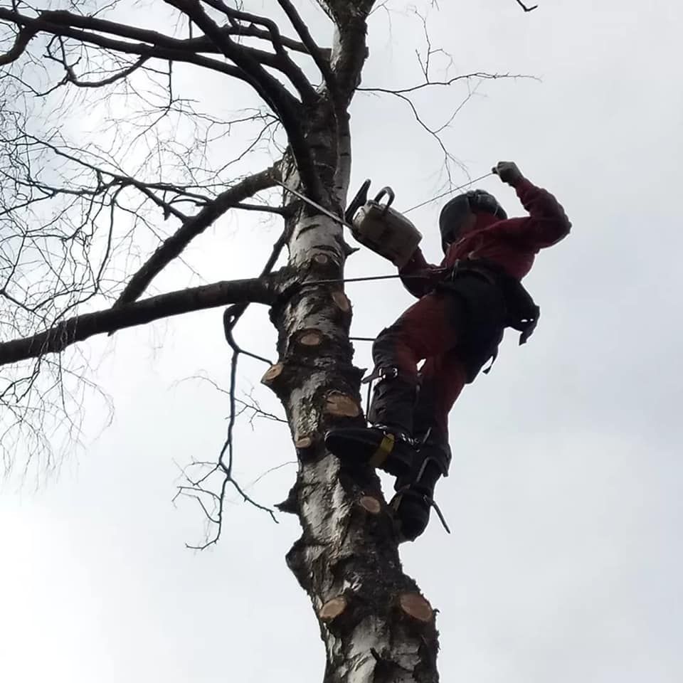 Cordiste coupant une branche d'arbre