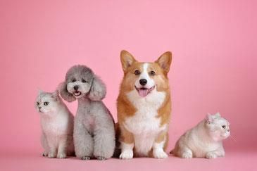 Peters & Nösen GmbH Heimtier- und Gartenbedarf - Katzen und Hunde vor pinkfarbenen Hintergrund