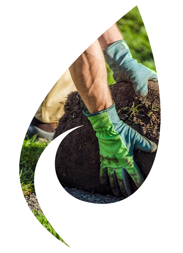 Photo d’un rouleau de gazon sous une forme de feuille