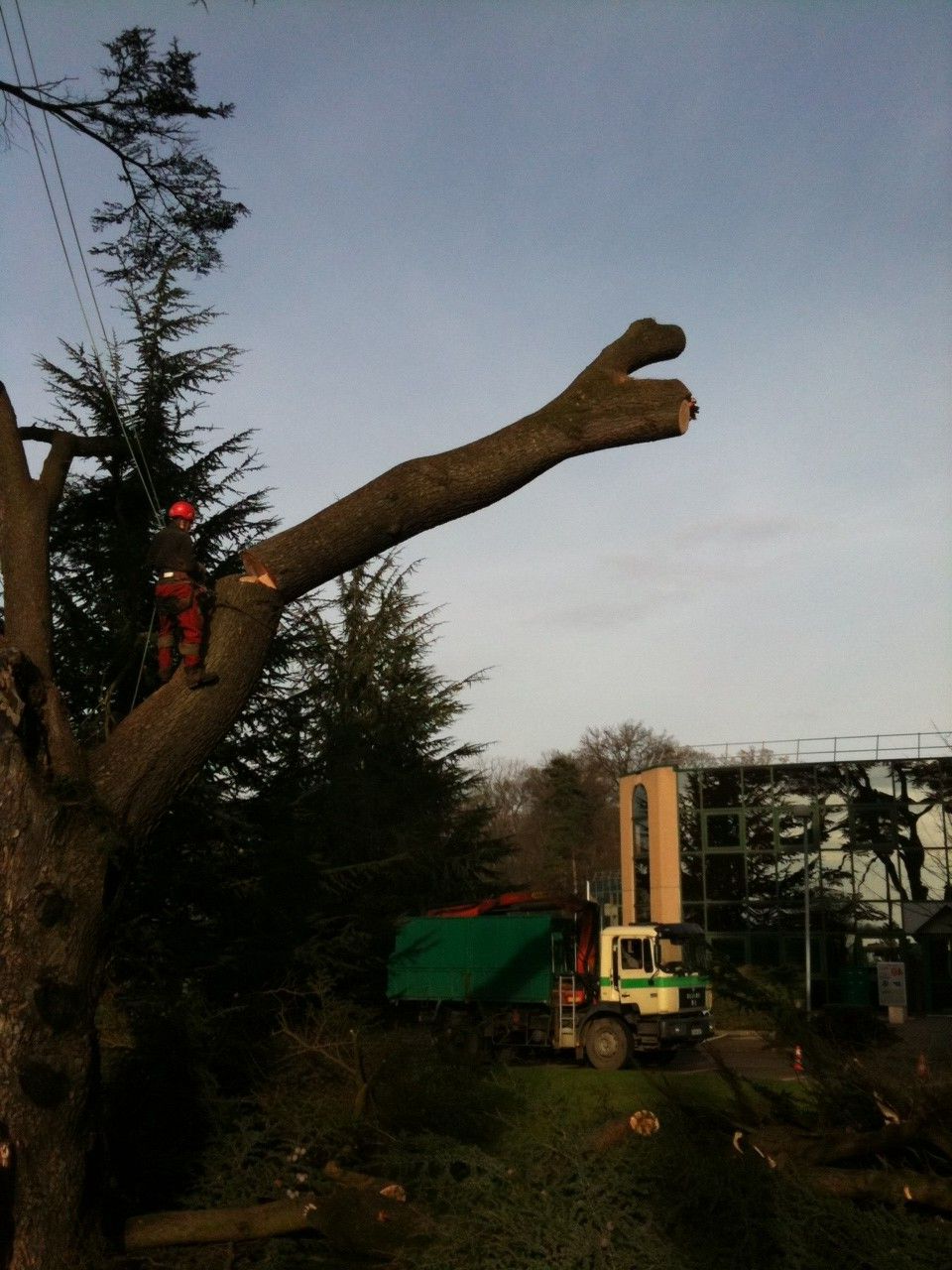 Élagueur sur un arbre