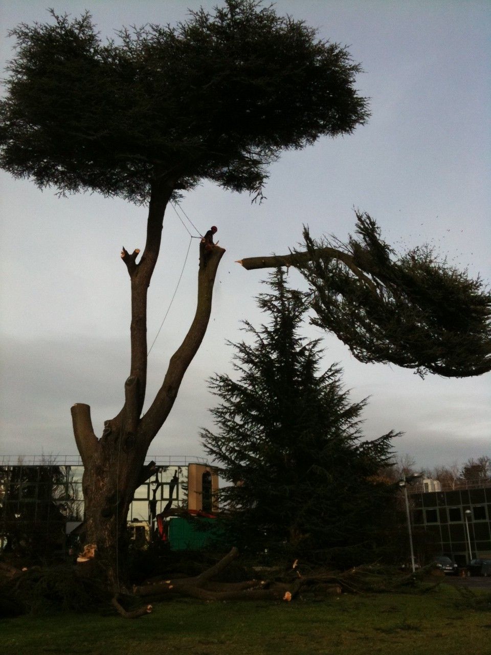 Homme sur un arbre coupe une grande branche