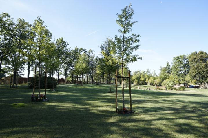 Bäume auf dem Friedhof