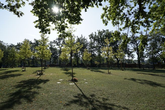 Friedhof „Vor dem Jüterboger Tor“ Bäume