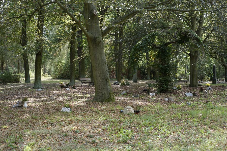 Friedwald für Baumbestattungen